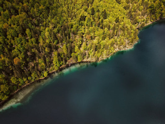 10 faits passionnants sur la forêt - NIKIN EU