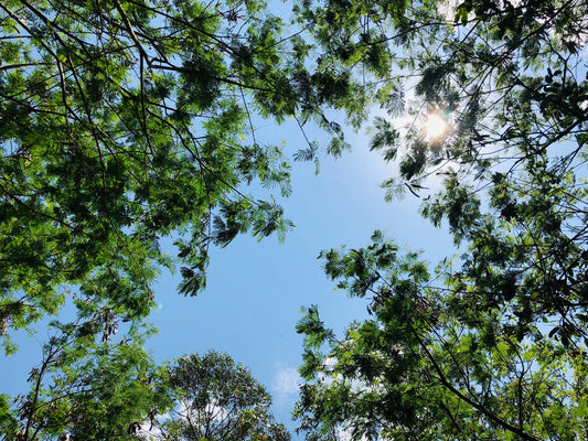 149,000 trees for Uganda - NIKIN EU