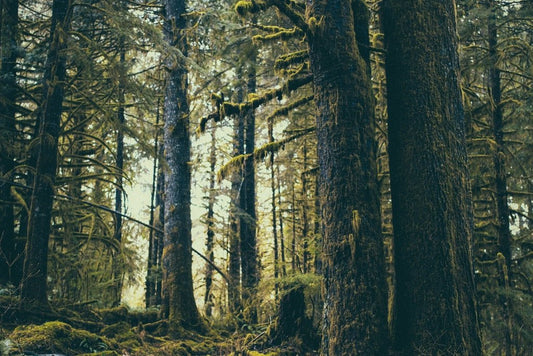 6 functions of trees - Why you should give trees as gifts - NIKIN EU