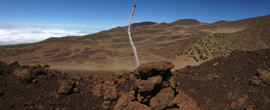 Unser Baumpflanzprojekt im Mai: Mauna Kea Restoration in Hawaii