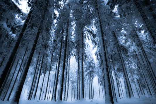 Ab in den Wald – aber richtig! - NIKIN EU