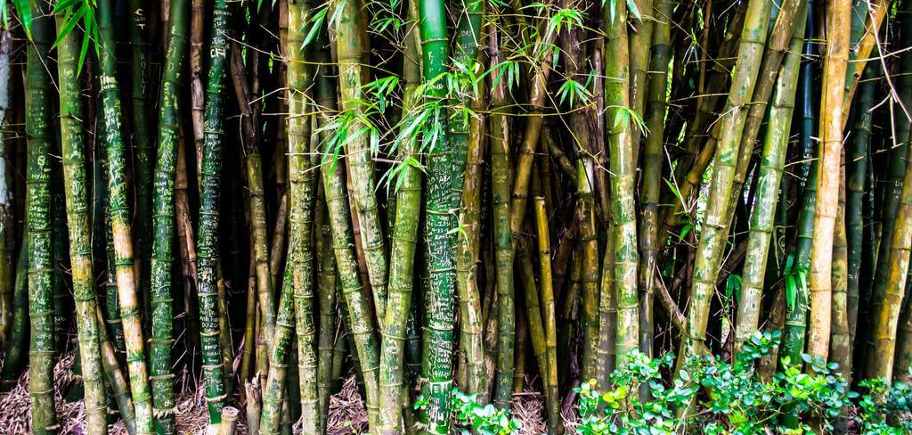 Bamboo - a sustainable alternative to wood and plastic - NIKIN EU