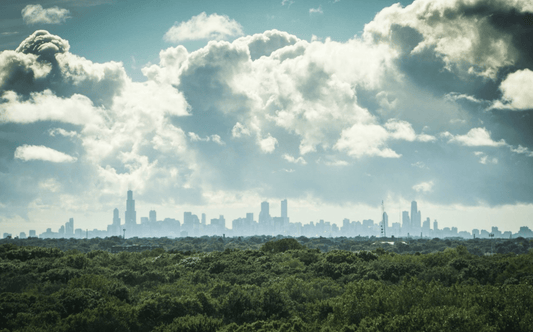 Das Projekt Cities4Forest - NIKIN EU
