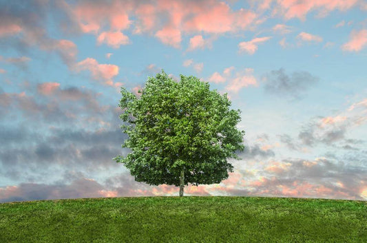 Der Baum – ein Meisterwerk der Natur - NIKIN EU