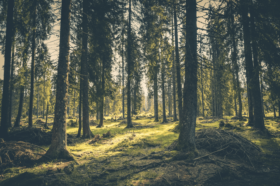 Le métier de forestier : aussi varié que la forêt elle-même - NIKIN EU