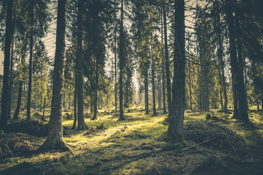 Der Beruf des Försters: So vielseitig wie der Wald selbst - NIKIN EU
