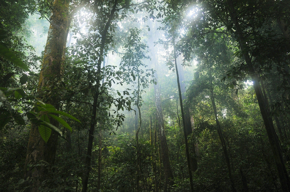 The rainforest - the lungs of the earth - NIKIN EU