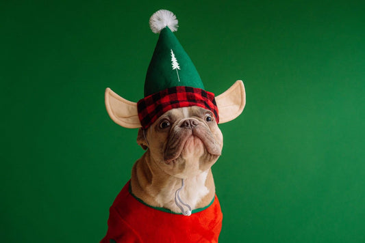 Ces chansons de Noël et Christmas Songs suscitent l'anticipation - NIKIN EU