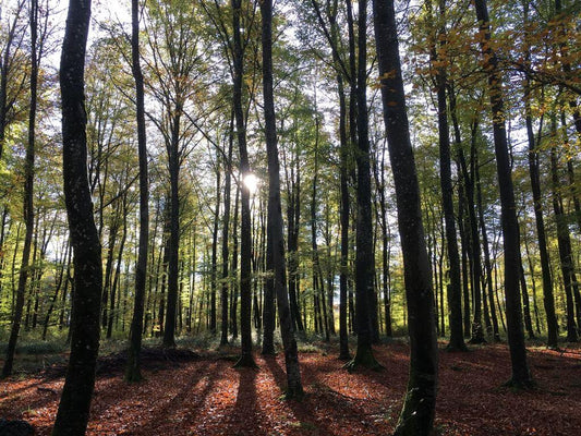 Ein einzelner Baum macht noch keinen Wald, aber dann und wann ist er der Rest eines Waldes - NIKIN EU