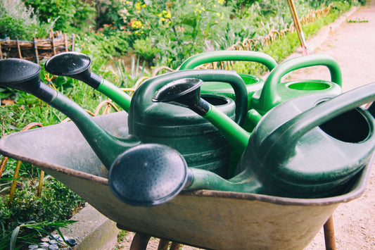 Gardening in November: What you can still plant now - NIKIN EU