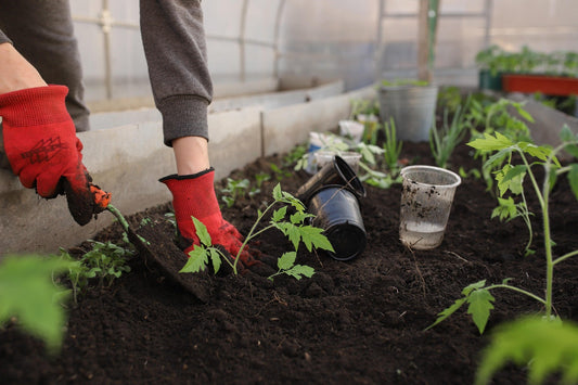 Urban Gardening: Person pflanzt Gemüsesetzlinge in einem städtischen Gewächshaus.
