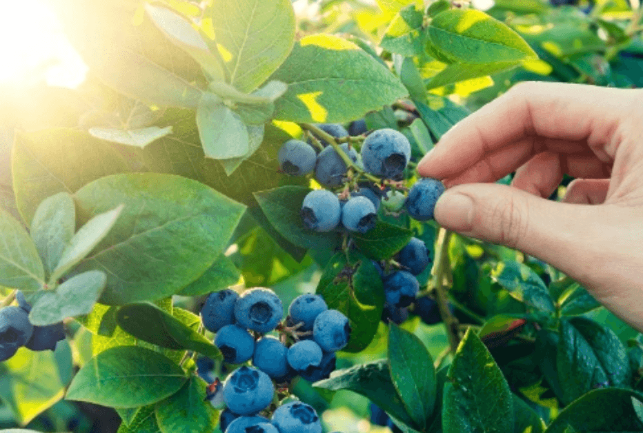 Les aliments de la nature - sains et gratuits - NIKIN EU