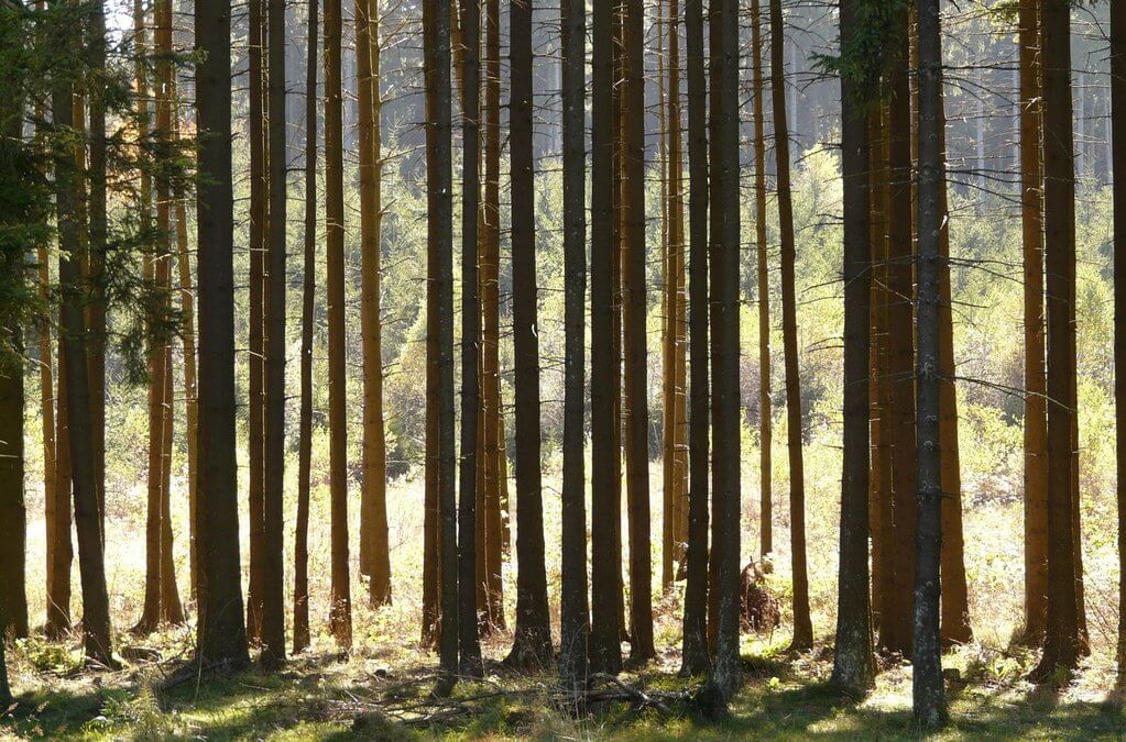 Papier ohne Abholzung – das geht in der Tat! - NIKIN EU