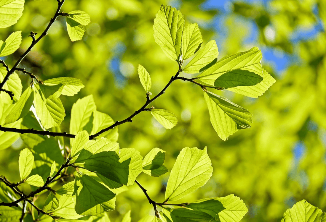 Photosynthèse : L'air que nous respirons dans la forêt - NIKIN EU