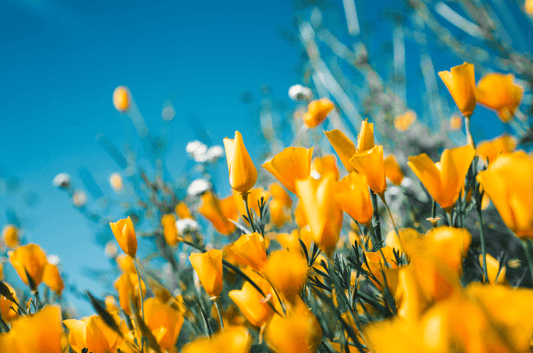 Raus in die Natur: Tolle Aktivitäten im Frühling - NIKIN EU