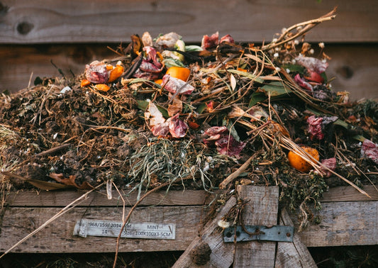 Utiliser les restes et faire pousser des légumes : plus facile que prévu ! - NIKIN UE