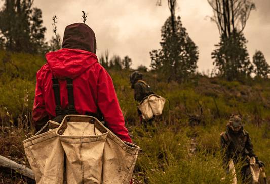 TreePlanting Mise à jour février : Free Trees for Portugal - NIKIN EU