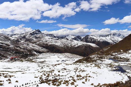 Our tree planting project in February: Andes mountain range - NIKIN EU