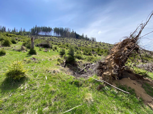 Nos deux projets de plantation d'arbres en décembre : Grèce et Roumanie - NIKIN EU