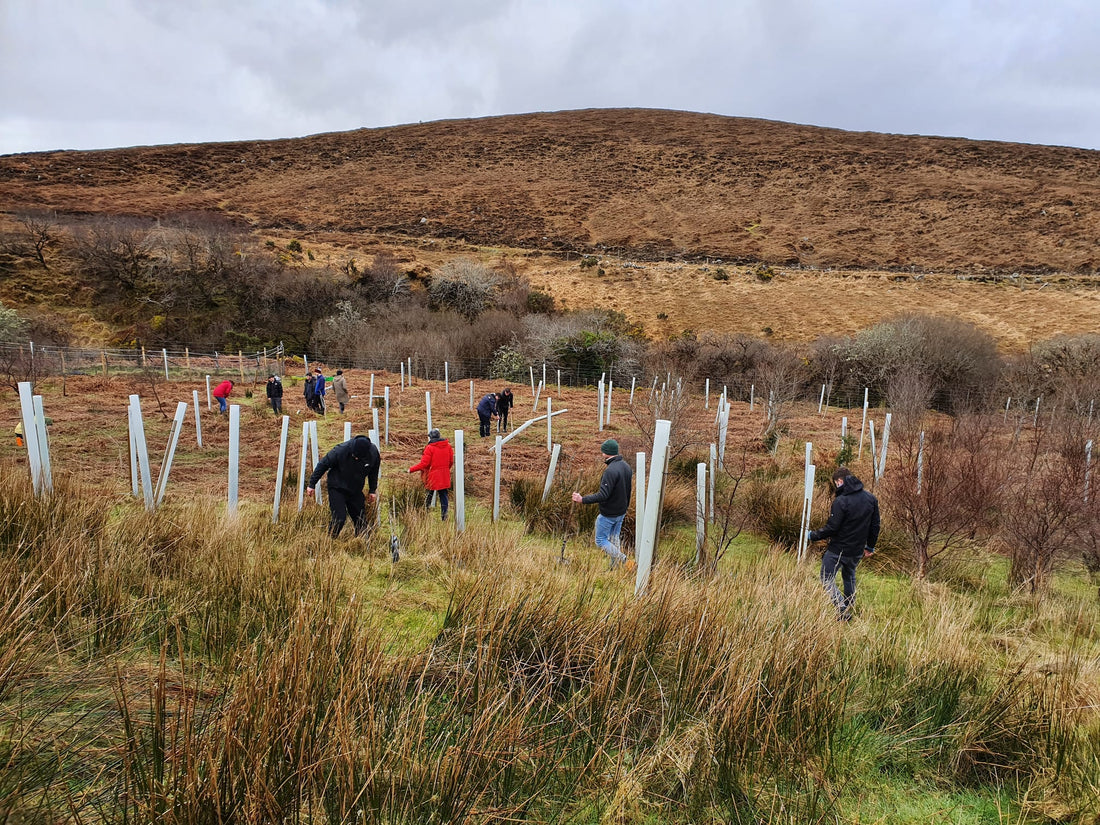 Our two tree planting projects in July - NIKIN EU