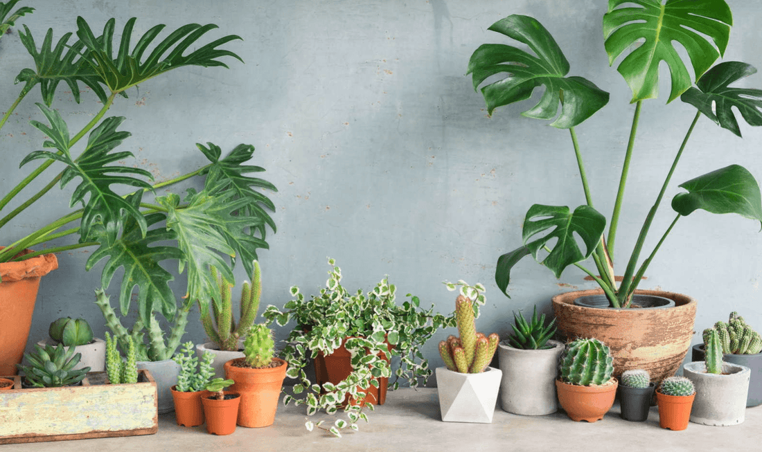 Houseplants - a piece of nature in your own four walls - NIKIN EU