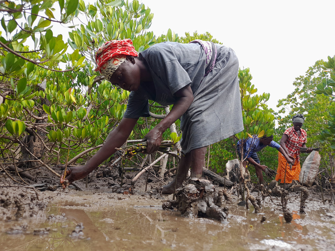 Our tree planting project in October and November: reforestation of mangrove forests on the coast of Kenya