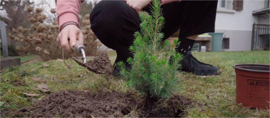 537 arbres plantés lors de la journée de plantation d'arbres en ligne - NIKIN EU