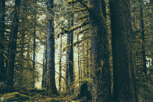 6 fonctions des arbres - Pourquoi tu devrais donner des arbres - NIKIN EU