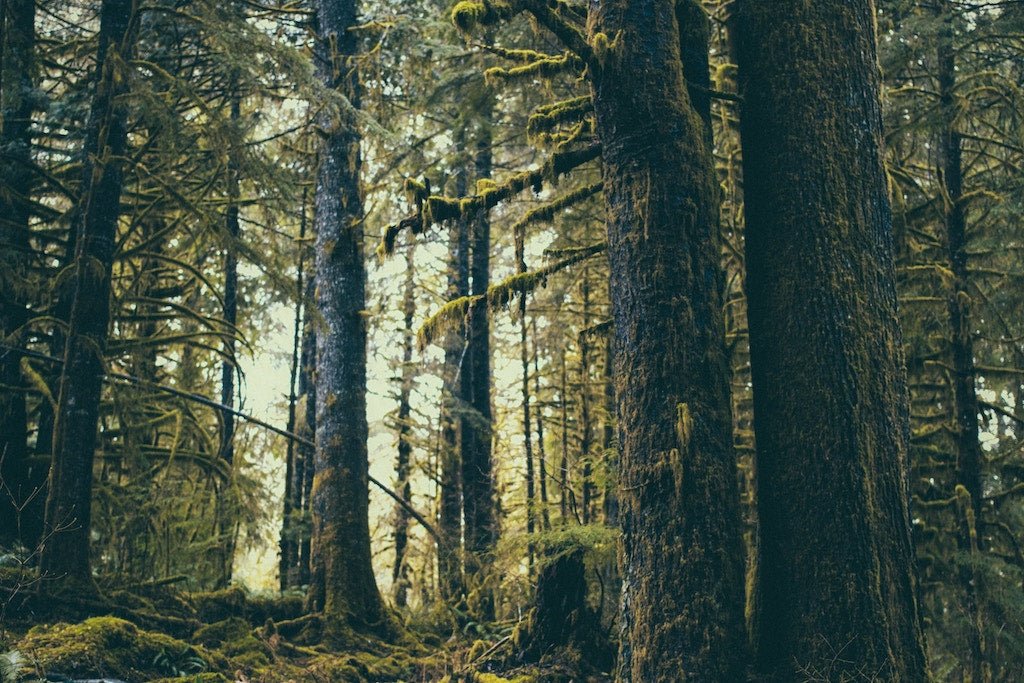 6 functions of trees - Why you should give trees as gifts - NIKIN EU
