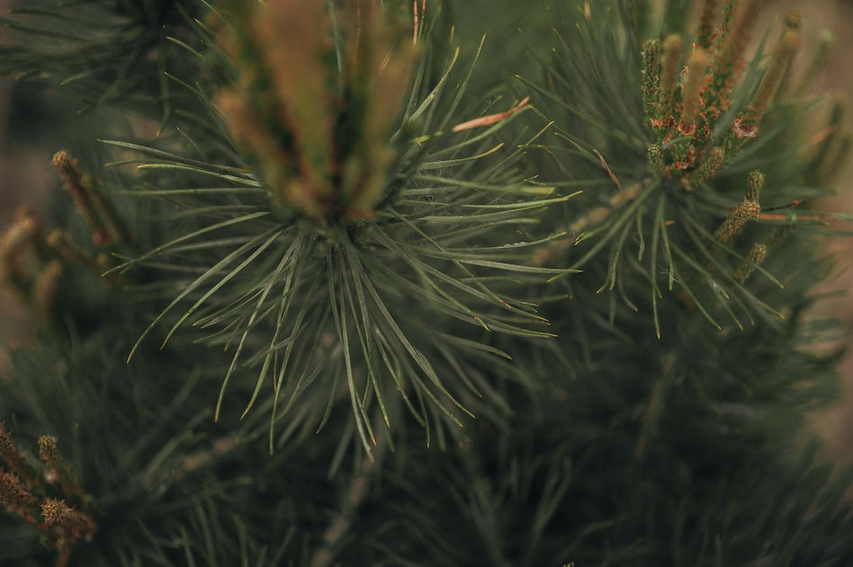 Gros plan d'un sapin