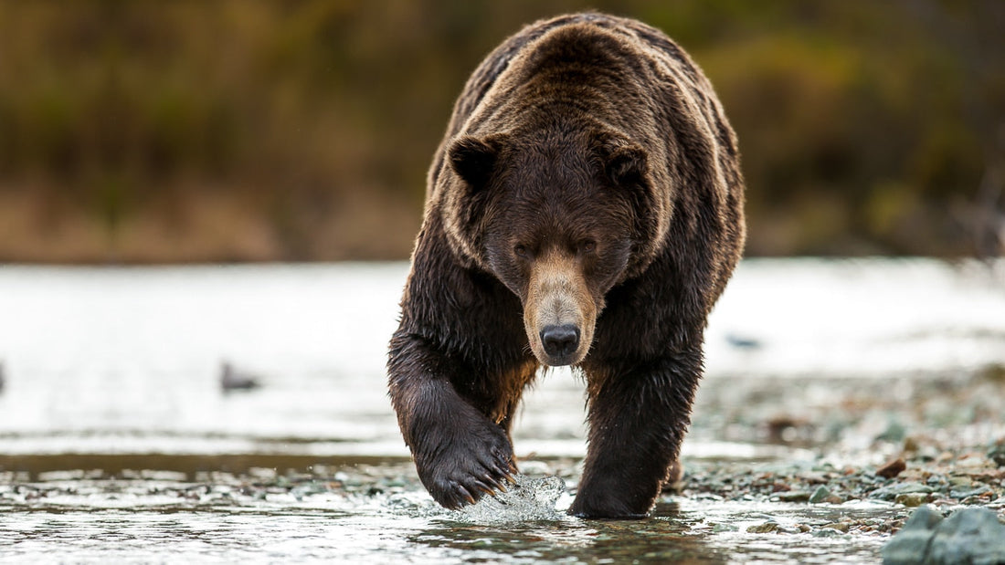 Living Among Bears: Between Proximity and Respect with David Bittner