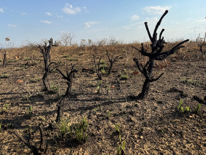 Notre projet de plantation d'arbres en décembre : nous retournons au Brésil et renforçons notre impact