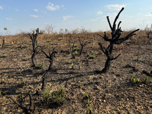 Notre projet de plantation d'arbres en décembre : nous retournons au Brésil et renforçons notre impact