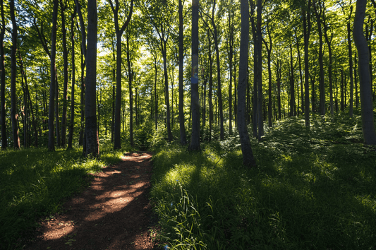 La journée internationale des forêts - Forêts et durabilité - NIKIN EU
