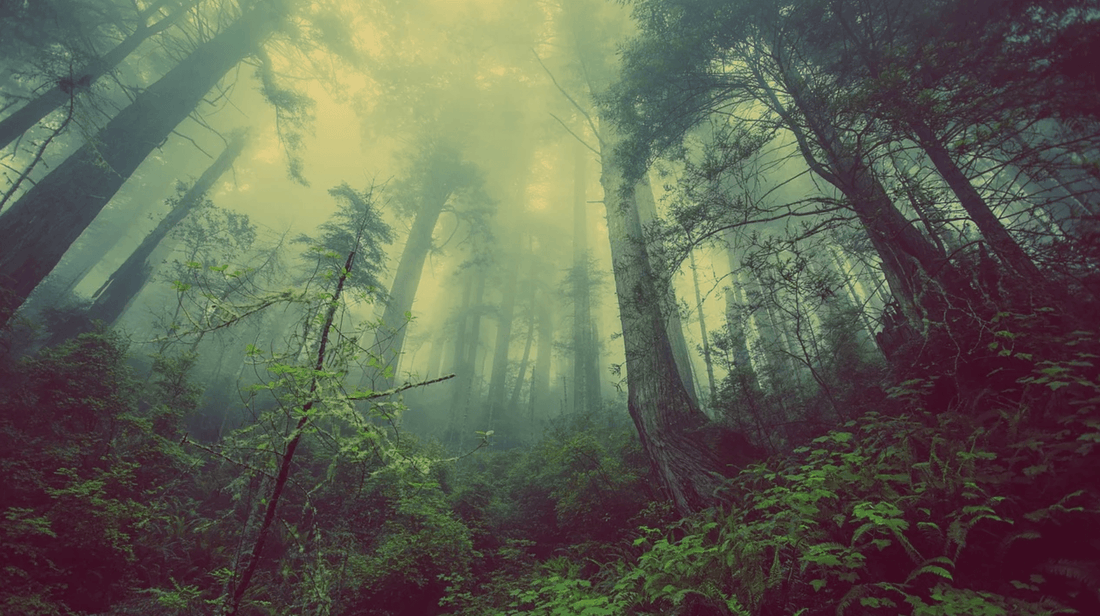 Die 10 grössten Wälder der Welt - NIKIN EU