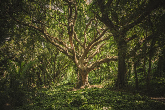 Le langage des arbres - comment les arbres et les plantes communiquent entre eux - NIKIN EU