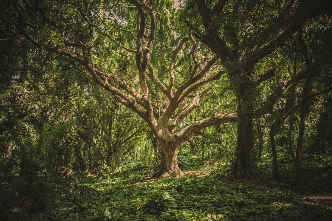 The language of trees - how trees and plants communicate with each other - NIKIN EU