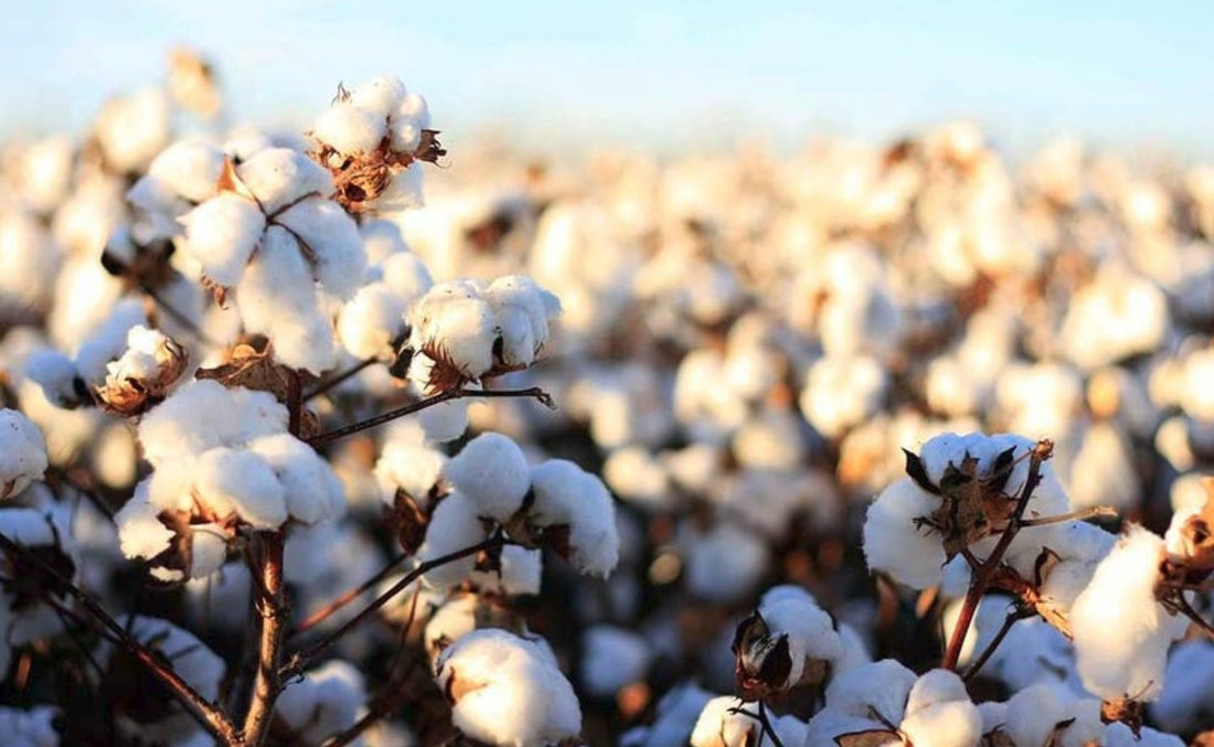 Fair fashion made from organic cotton - cool, trendy, sustainable - NIKIN EU