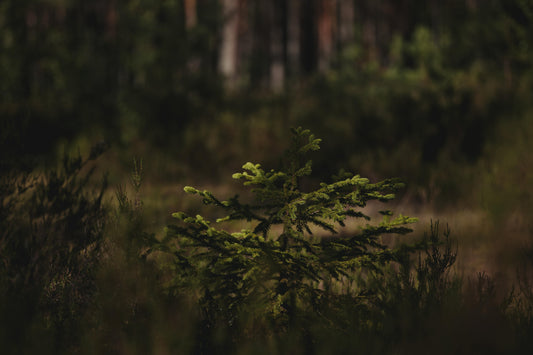 Tiny Forests: Kleine Wälder mit großer Wirkung