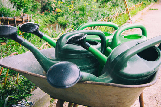 Gardening in November: What you can still plant now - NIKIN EU