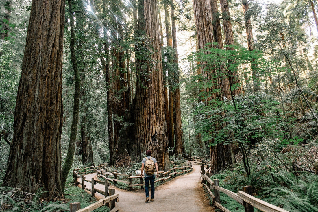 Tallest trees in the world - these are the record holders among plants! - NIKIN EU