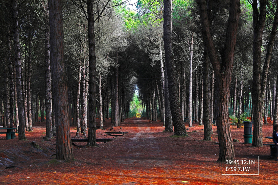 Aider la forêt de pins de Leiria - NIKIN EU