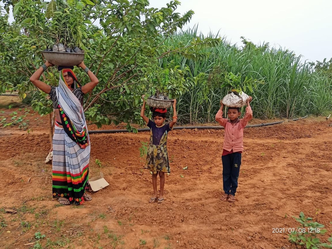 India 2022 : des arbres fruitiers pour lutter contre la faim - NIKIN EU