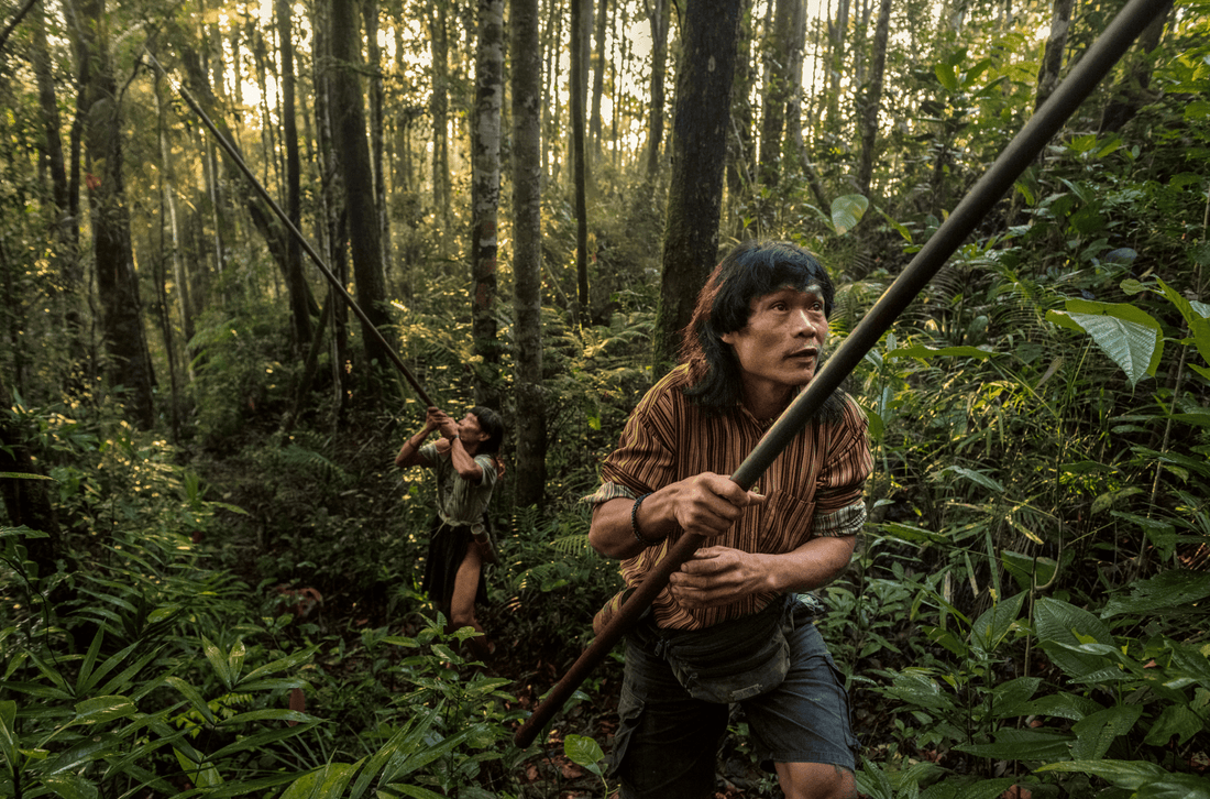 Vivre dans la forêt tropicale - les derniers Penan de Bornéo - NIKIN EU