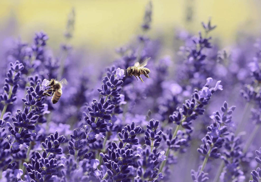More than honey - bees are so important! - NIKIN EU