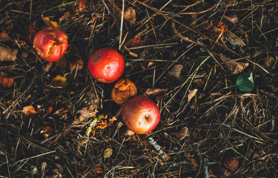Jeter les restes de fruits dans la nature - peut-on le faire ? - NIKIN UE