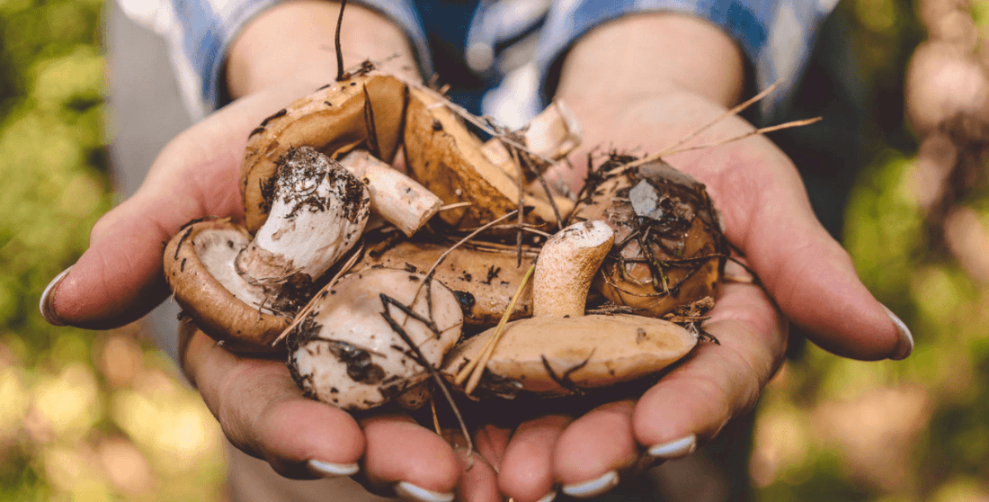 Les champignons - une forme de vie variée entre l'animal et la plante - NIKIN EU
