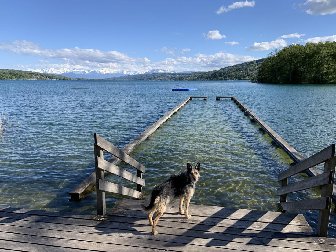 Le pur feeling des vacances d'été - les plus belles piscines de Suisse - NIKIN EU