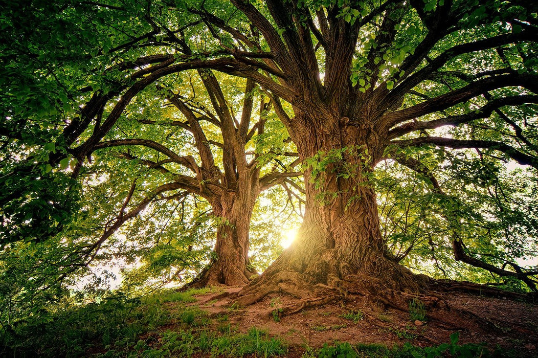 Our green roommates - 7 interesting facts about trees - NIKIN EU