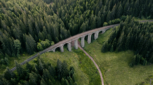 From Fangorn to Pandora: Why forests often play a leading role in pop culture